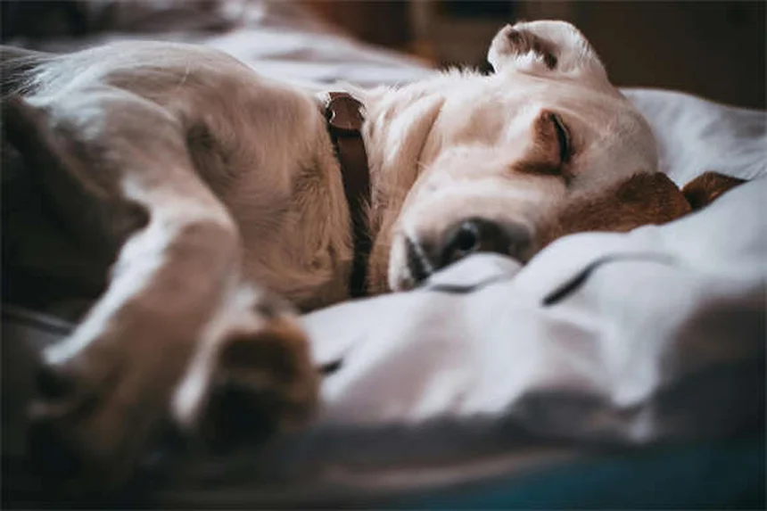 Durham Early Cabbage: A Gardener's Guide to Sweet Heads